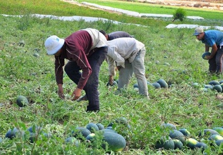 وزارة الزراعة تصدر قرارا جديدا حول تصاريح الاستيراد للمنتجات