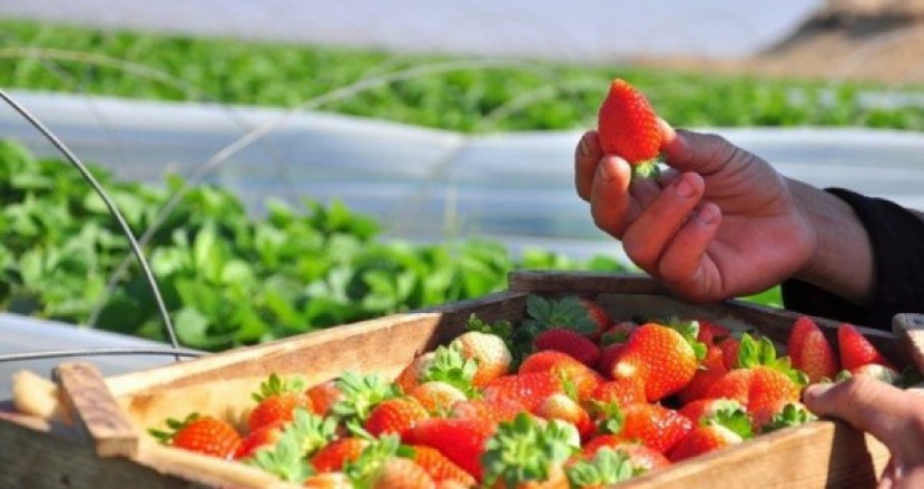 إعفاء المنتجات الفلسطينية في روسيا من الجمارك