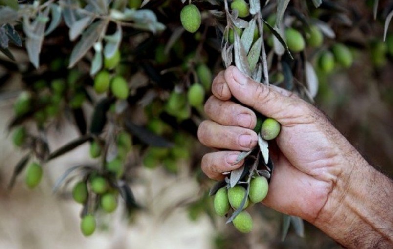 إليك أكثر محافظات فلسطين درساً للزيتون الموسم الماضي