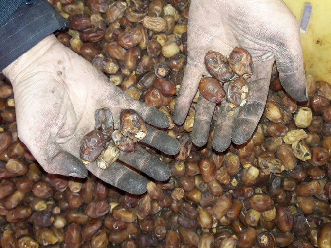 بلدية جباليا النزلة تضبط 50 طن من التمور الفاسدة