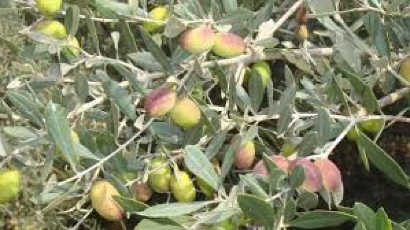 الزيتون الذي غرس في الخطر