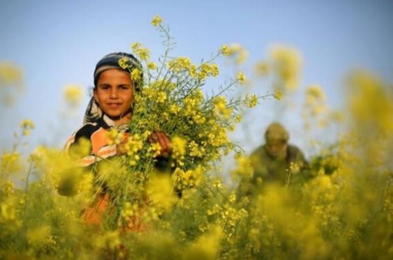 الربيع .. مصدر رزق في غزة لجمع الأعشاب والنباتات للاستعمال العلاجي