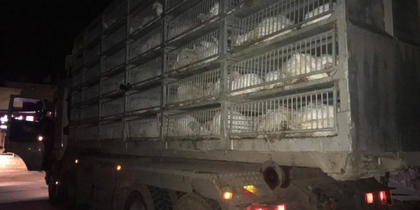 الضابطة الجمركية تضبط 7500 طير حبش ودجاج و7300 لتر زيت وسولار مهرب شمال الضفة
