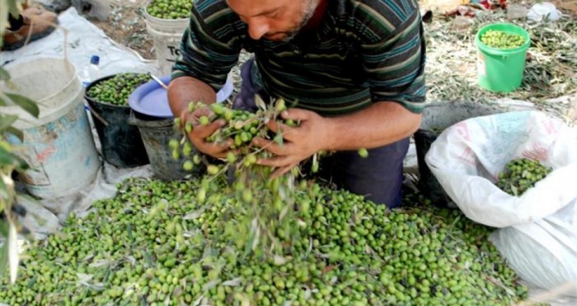 الكشف عن موعد قطف الزيتون بغزة