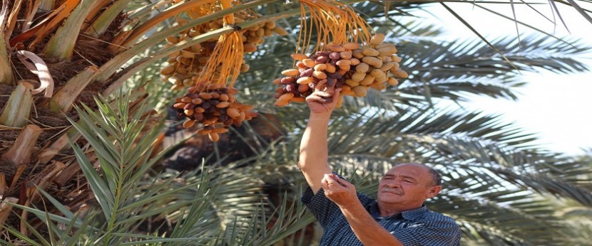 إطلاق موسم قطف التمور في أريحا