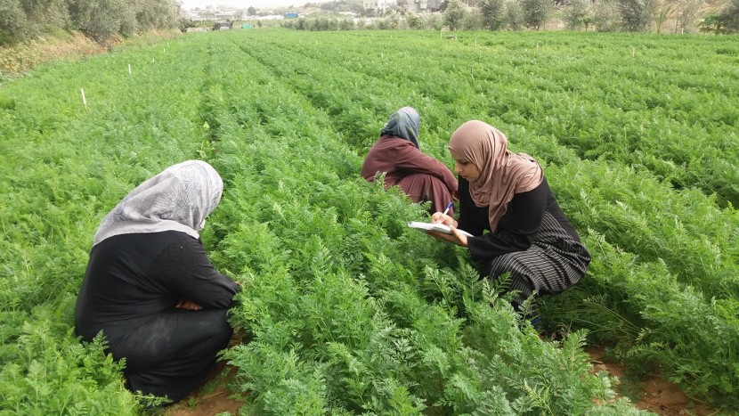 منظمة أميركية تمول مشروعا لدعم المزارعات في غزة