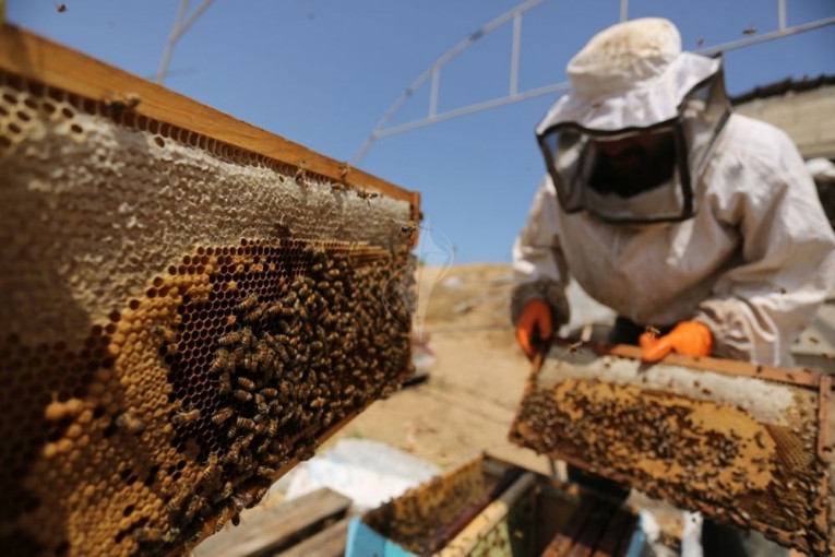 ​عسل الربيع يتدفق في غزة رغم ضغوط الاحتلال