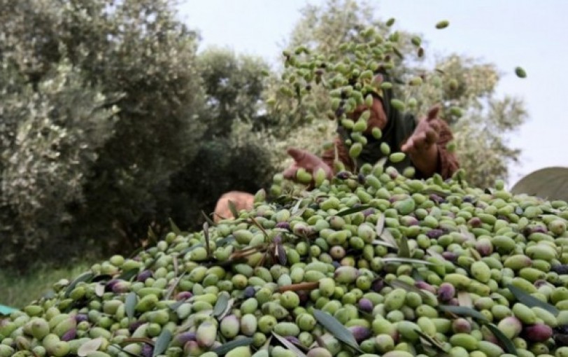 الزراعة تُوضّح أنواع الزيتون وأفضلها لاستخراج الزيت