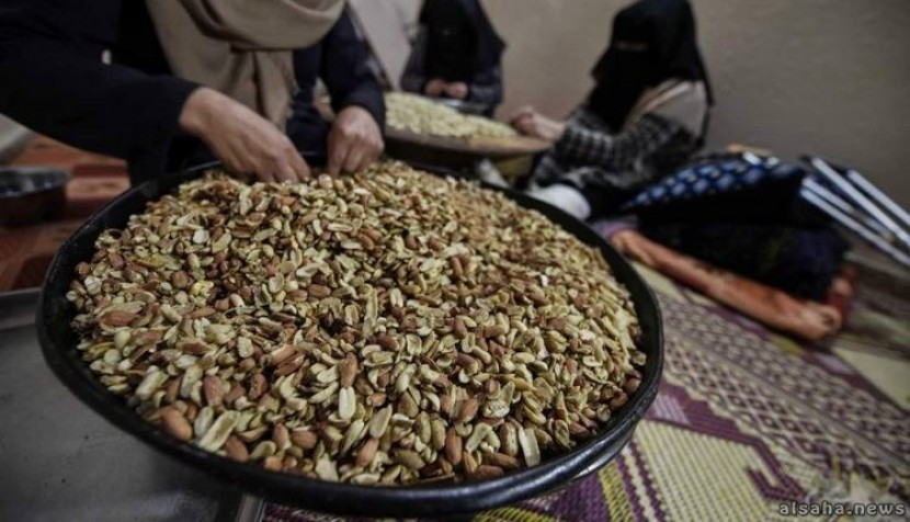 الفستق .. طوق نجاة عائلة فلسطينية من الفقر والسرطان بغزة