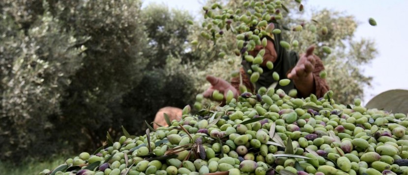 هكذا تقود قطر المنتج الفلسطيني لاختراق السوق العربي والعالمي