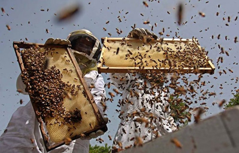 غزة: ضعف تسويق العسل يفسد فرحة النحالين بوفرة الإنتاج