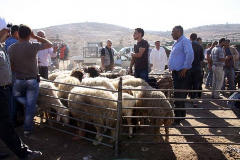 فلسطين والأردن.. مقارنة أسعار الأضاحي بين البلدين