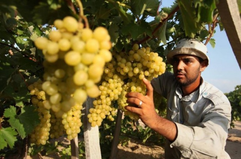 محصول العنب يتجاوز 9 آلاف طن في غزة