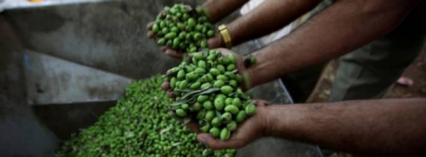 18 مليون دولار خسائر الزيت في فلسطين نتيجة القطف المبكر