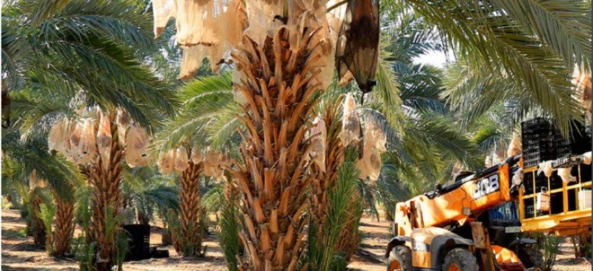الجودة العالية تحمل تمور نخيل فلسطين إلى الأسواق العالمية