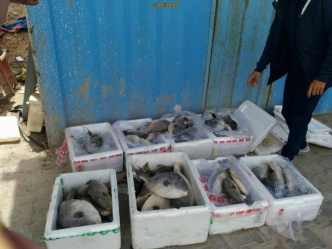 سخط وغضب من الصيادين والتجار جراء تحديد أسعار الأسماك في غزة