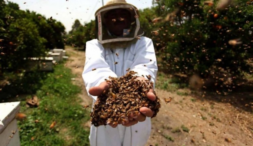 موسم العسل في غزة مهدد بسبب غياب الطقس المناسب وضعف التسويق