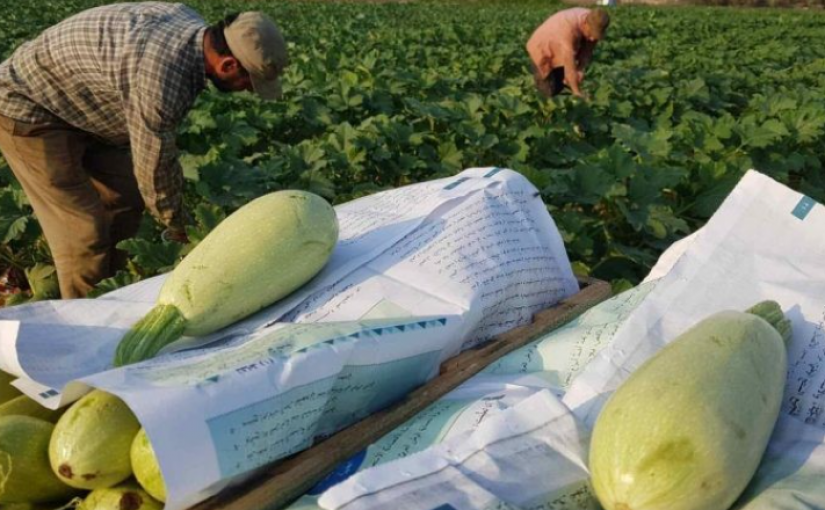سوء الأحوال الجوية يضعف موسم الزراعة الشتوية