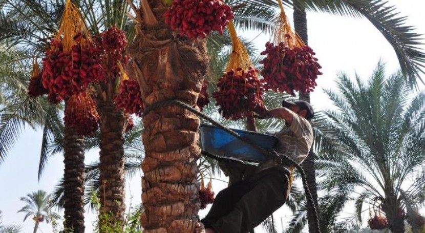 وزارة الزراعة تعلن عن موعد جني ثمار البلح بغزة