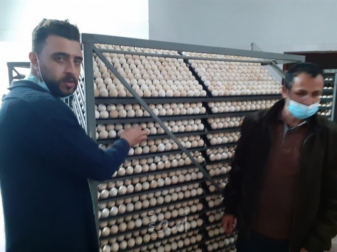 الزراعة بغزة تتلف 148 ألف بيضة مخصبة لعدم مطابقتها للمعاير