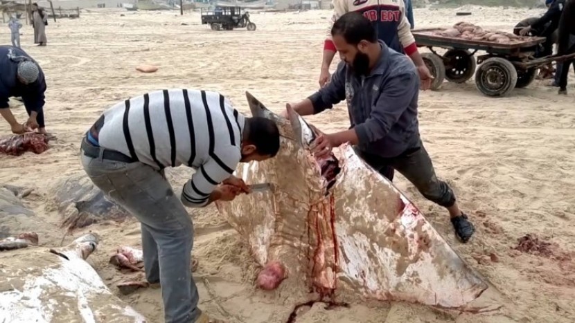 الوطواط في أسواق غزة