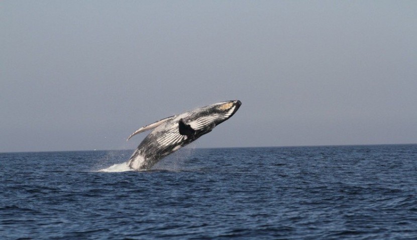 حوت يتجوّل بين مراكب الصيادين قبالة شاطئ غزة